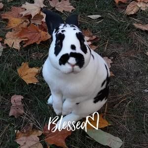 Meet your Posher, Alysia